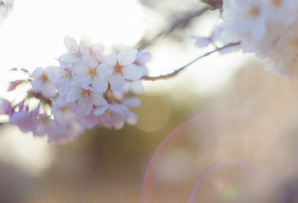 桜